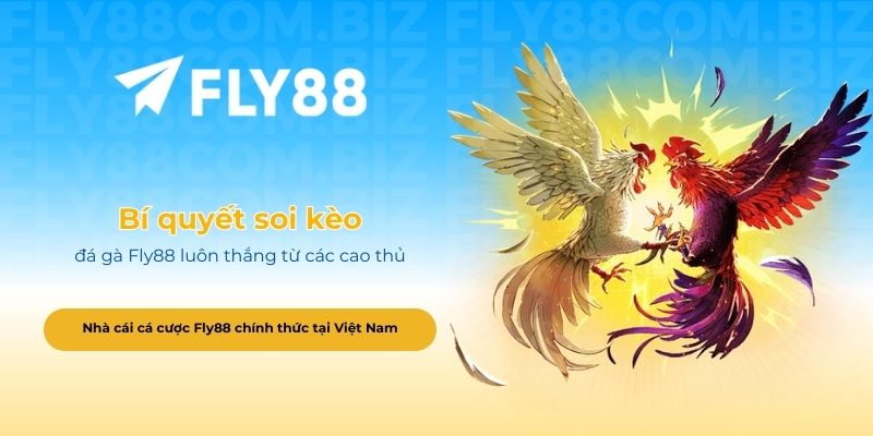 Bí quyết soi kèo đá gà Fly88 luôn thắng từ các cao thủ
